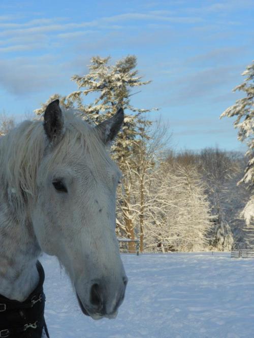 A close-up of a white horse in a snowy landscape, with trees covered in snow and a blue sky in the background.