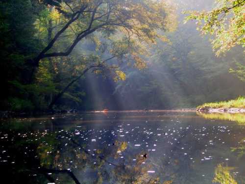 A serene river scene with sunlight filtering through trees, casting reflections on the water's surface.