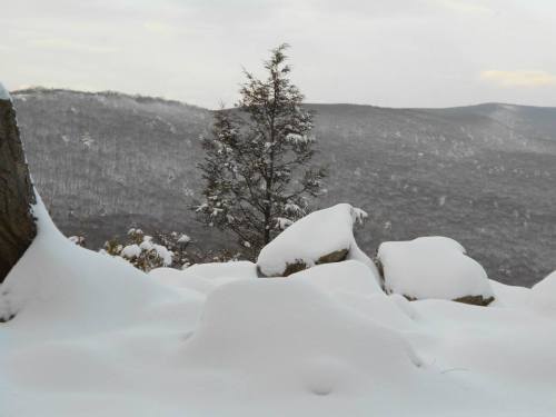 A snowy landscape with a lone tree and distant hills covered in snow under a cloudy sky.