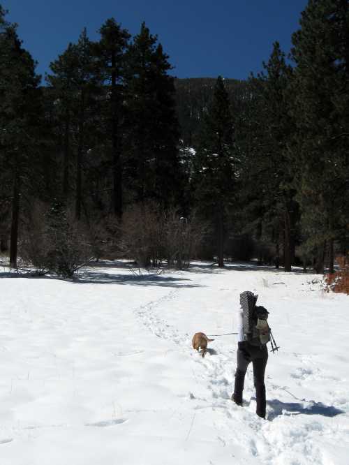 A person walks through snowy terrain with a dog, surrounded by tall trees and a clear blue sky.