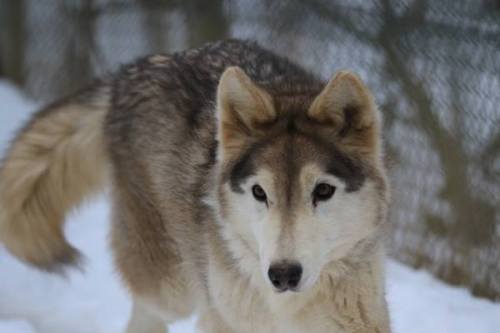 A close-up of a wolf walking on snow, with a blurred background of a fence and trees.