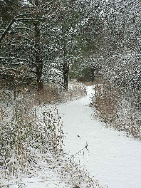 A snowy path winding through a forest, surrounded by trees and tall grasses.