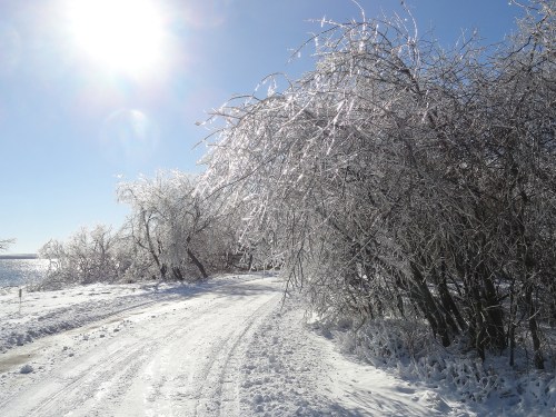 A sunlit winter scene with icy trees lining a snowy path beside a calm body of water.