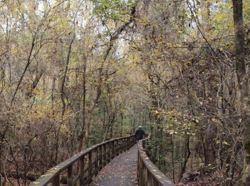 A wooden boardwalk winds through a forest with autumn leaves, leading into a serene, wooded area.