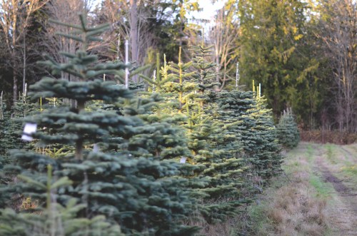 A row of evergreen trees in a field, with a mix of green hues and a path running alongside them.