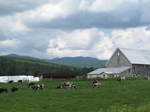 A scenic farm with cows grazing on green grass, a barn, and mountains under a cloudy sky in the background.
