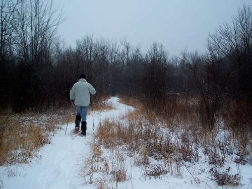 A person snowshoeing on a snowy trail through a winter landscape with bare trees and tall grass.