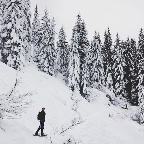 A person snowshoeing through a snowy landscape surrounded by tall, snow-covered pine trees.