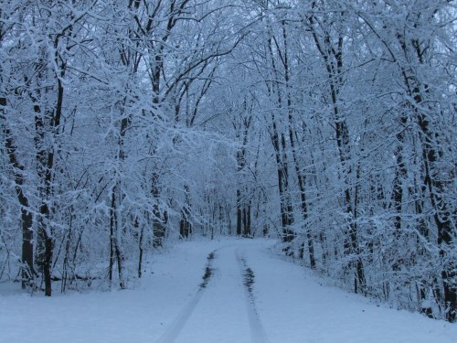 A snowy path winding through a forest of trees covered in white snow, creating a serene winter landscape.