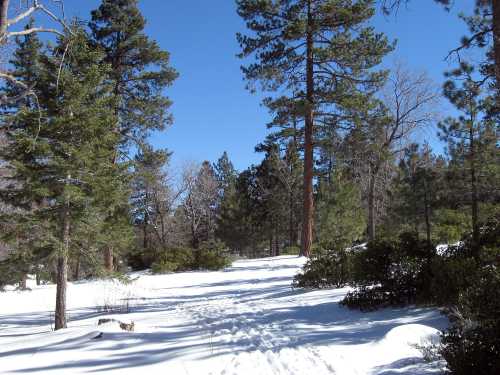 Snow-covered path through a forest of tall pine trees under a clear blue sky.