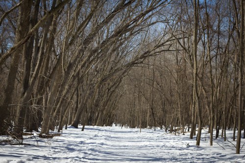 A snowy path winding through a forest of bare trees under a clear blue sky.