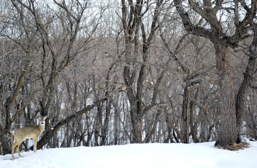 A deer stands on a snowy landscape surrounded by bare trees in winter.