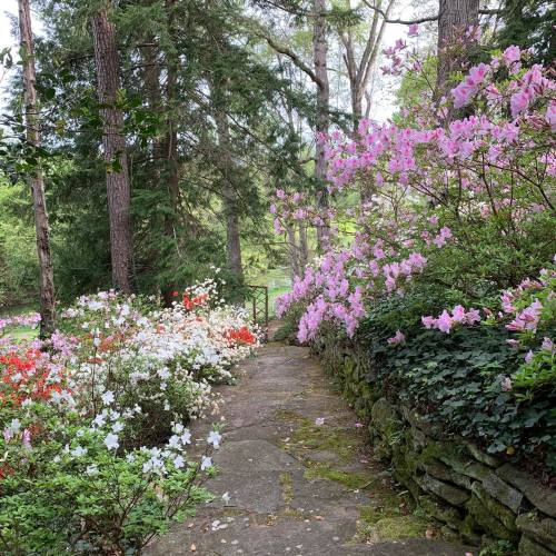 A stone pathway lined with colorful azaleas and surrounded by trees in a serene garden setting.