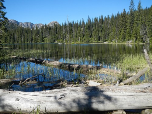A serene lake surrounded by tall trees and mountains, with logs partially submerged in the calm water.