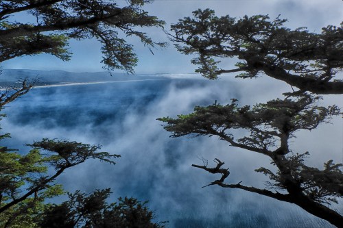 A misty view of the ocean framed by trees, with fog rolling over the water and a distant shoreline visible.