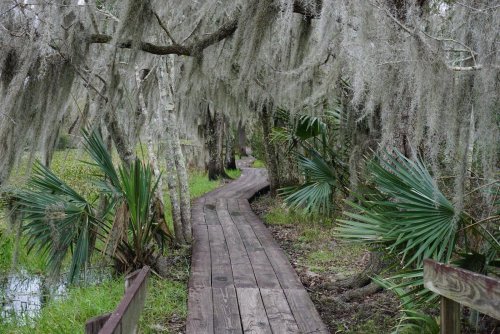 A wooden boardwalk winds through a lush, moss-covered landscape with palm plants and trees.
