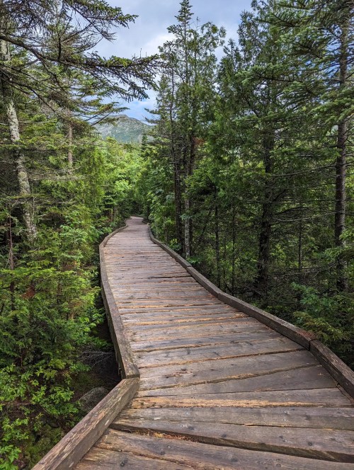 A winding wooden boardwalk through a lush green forest, surrounded by tall trees and a serene atmosphere.