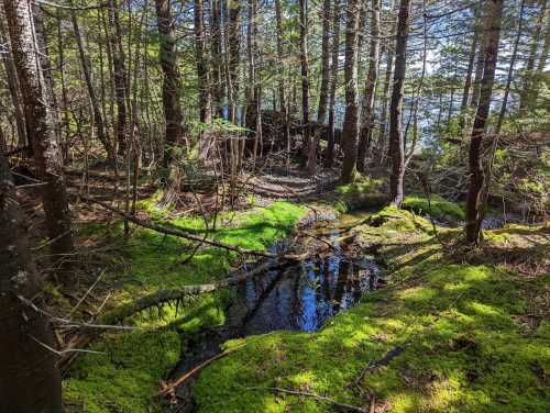 A serene forest scene with moss-covered ground, trees, and a small stream reflecting the sky.