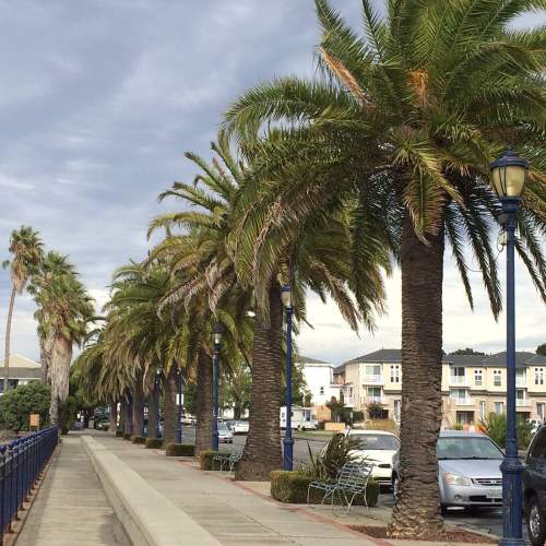 A lined pathway with tall palm trees on one side and residential buildings on the other under a cloudy sky.