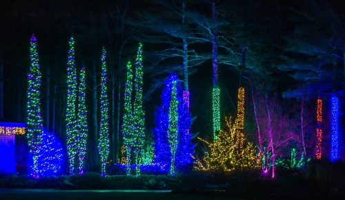 Colorful holiday lights illuminate tall trees and shrubs in a dark night setting, creating a festive atmosphere.