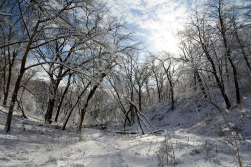 A snowy forest scene with bare trees and a bright sky, creating a serene winter landscape.