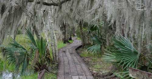 A wooden boardwalk winds through a lush, moss-draped forest with palm plants on either side.