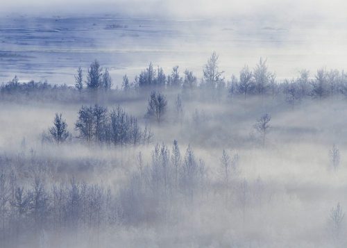 A misty landscape with trees emerging from fog, creating a serene and ethereal winter scene.