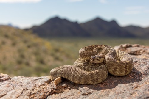 A coiled snake resting on a rocky surface, with mountains and a blurred landscape in the background.