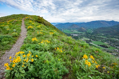 A scenic mountain view with a winding trail and vibrant yellow wildflowers, overlooking a valley and distant mountains.