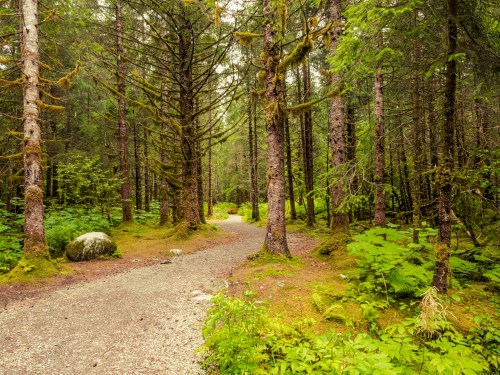 A winding gravel path through a lush green forest with tall trees and vibrant undergrowth.