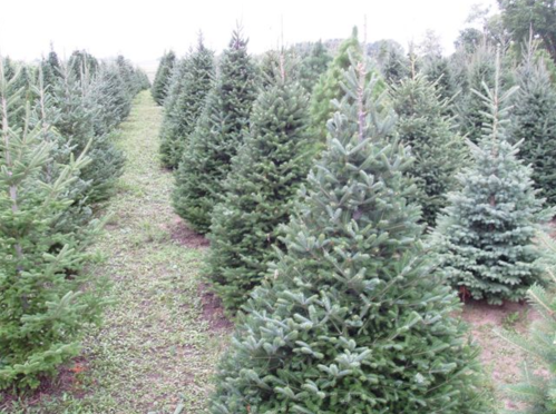 A row of lush green Christmas trees in a field, surrounded by grass and a cloudy sky.