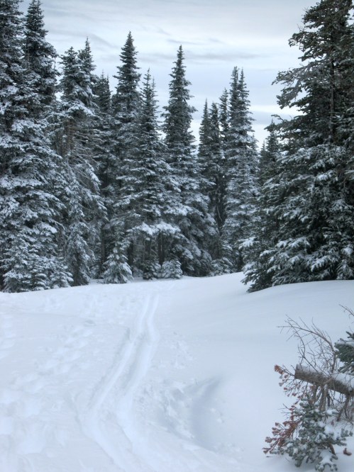 A snowy forest path lined with tall evergreen trees under a cloudy sky.