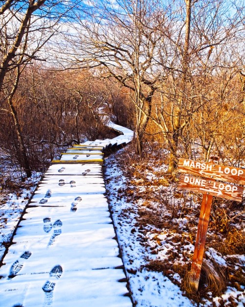 A snowy boardwalk path winding through bare trees, with signs for "Marsh Loop" and "Dune Loop" visible.