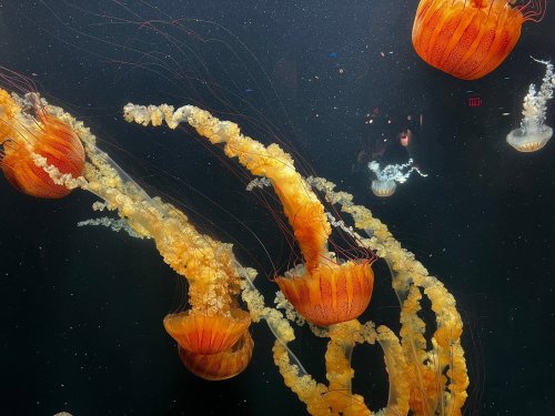 A group of orange jellyfish gracefully swimming in dark water, with long, flowing tentacles trailing behind them.