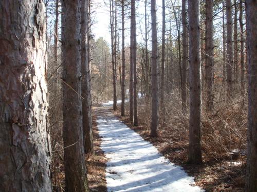 A snowy path winding through a forest of tall pine trees on a sunny day.