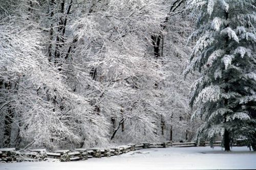 A serene winter scene with snow-covered trees and a stone wall, creating a peaceful, white landscape.