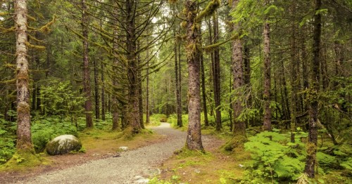 A serene forest path winding through tall trees, surrounded by lush greenery and moss-covered ground.
