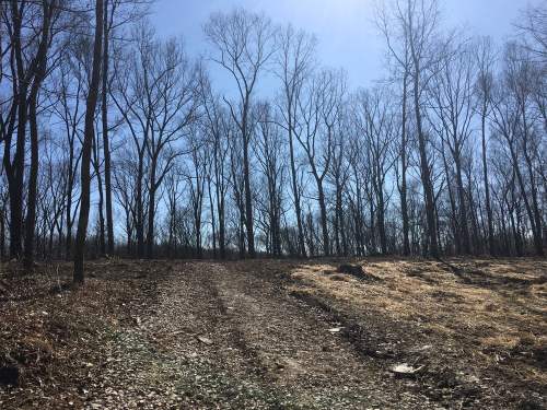 A clear path leads through a forest of bare trees under a bright blue sky.