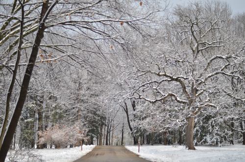 A snow-covered road lined with trees, their branches heavy with snow, creating a serene winter landscape.