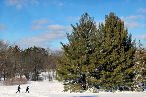 Two people walk through a snowy landscape, with tall evergreen trees and a blue sky in the background.