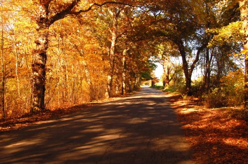 A serene road lined with trees displaying vibrant autumn foliage in shades of orange and yellow.