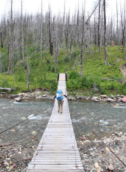A hiker crosses a wooden bridge over a stream, surrounded by a landscape of dead trees and green vegetation.