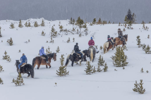 A group of riders on horseback traverses a snowy landscape, surrounded by small evergreen trees.