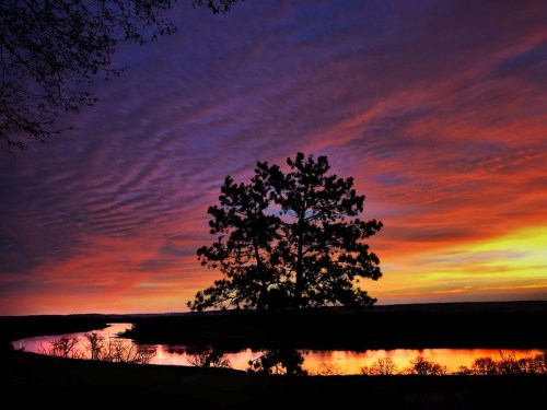 Silhouetted tree against a vibrant sunset sky reflecting on a winding river.