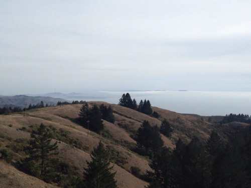 A scenic view of rolling hills and trees overlooking a foggy ocean horizon under a cloudy sky.