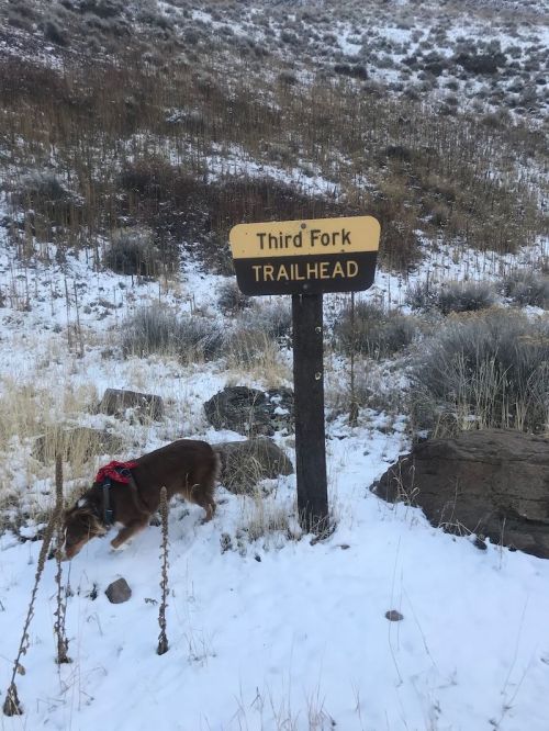 A dog in a red harness near a sign that reads "Third Fork TRAILHEAD" in a snowy landscape.