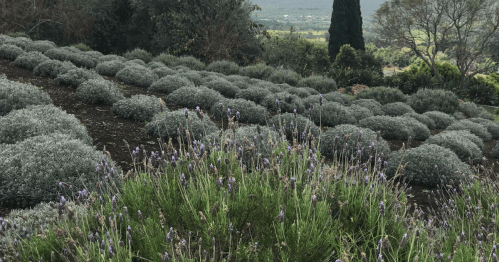 A scenic view of a lavender field with rounded bushes, set against a backdrop of rolling hills and trees.