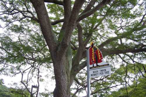 A large tree with a sign reading "Mark Twain Monkey Pod Tree" hanging from its trunk, surrounded by lush green foliage.