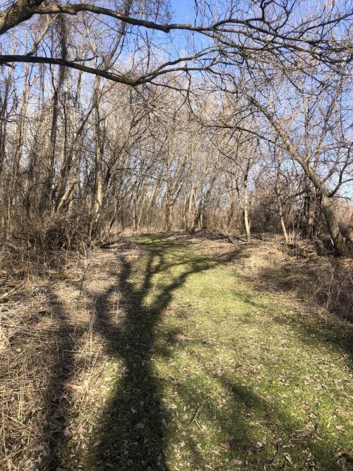 A narrow path through a wooded area with bare trees and shadows on the ground, under a clear blue sky.