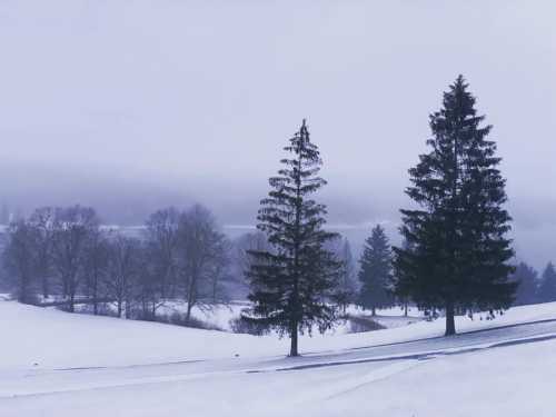 Two tall evergreen trees stand in a snowy landscape, surrounded by a misty, overcast sky.